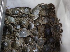 阳澄湖大闸蟹-黄记大闸蟹专卖店·活蟹·醉蟹