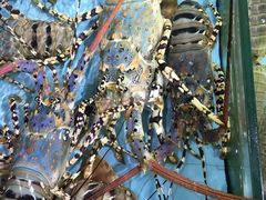 -渔民新村(番禺总店)