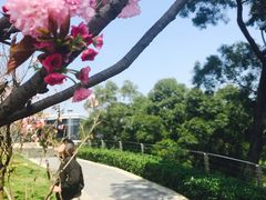 -金鸡山公园