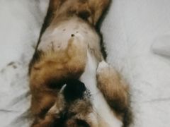 -派美特宠物医院·核磁CT·骨科肿瘤·疑难转诊(沈农禾丰店)