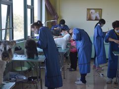 -优缇多格专业宠物美容师培训学校