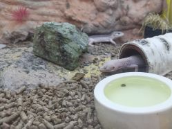-神奇动物撸宠馆·羊驼·小浣熊·异宠(豫园店)