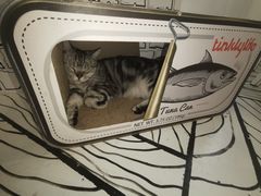 -白夜2D咖啡馆