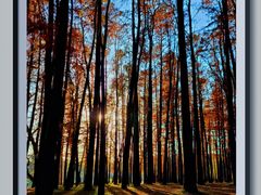 -上海共青森林公园