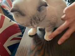 -名猫咖啡馆·撸猫·拼豆