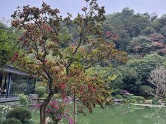 -云溪植物园