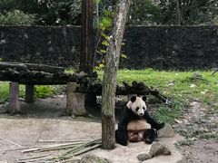 -都江堰中华大熊猫苑