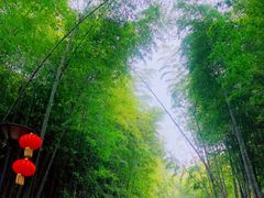 -惠山国家森林公园