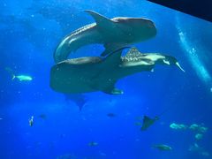 -珠海长隆海洋王国