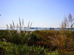 -芒洲湿地公园