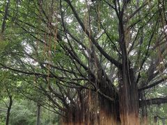 -广州市白云山风景名胜区