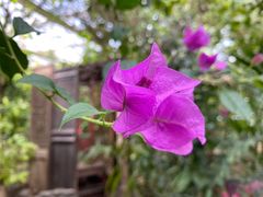 -呀路古热带植物园