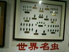 -上海昆虫博物馆