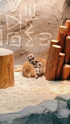 -Zoolung Zoolung动物主题公园(海信广场店)