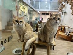 -李小姐の猫咖啡馆(五角场店)
