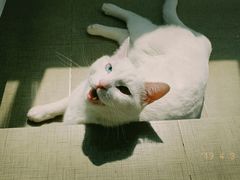 -康乐宝动物医院