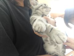 -美联众合动物医院·24h京西诊疗中心