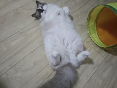 -伟伟宠物医院·瑞派猫友好医院·猫科(光谷店)