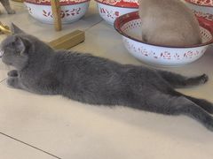 -平行世界·猫咖(首经贸店)
