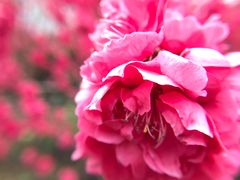 -上海市龙华烈士陵园