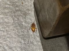 -大龙燚火锅(春熙店)