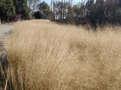 -梁鸿国家湿地公园