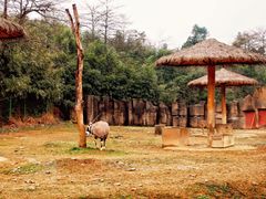 -杭州野生动物世界