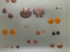 -青岛贝壳博物馆