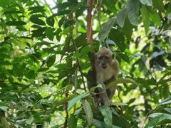 -武吉知马自然保护区