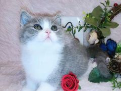 -十年猫舍·猫咪专门店(普陀店)