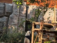 -灵玲国际马戏城