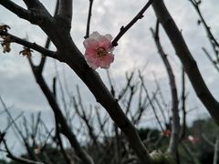 -雨花胜境