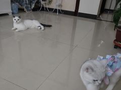 -宠爱国际动物医院· 猫科· 外科·中兽医(长白店)