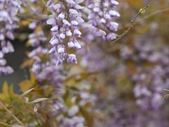 -长春藤咖啡(北园店)