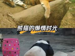 -栾川竹海野生动物园