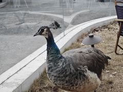 -J Create城市露营咖啡·简餐·宠物(上海动物园店)