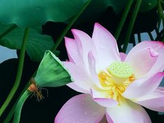 -荔湾湖公园