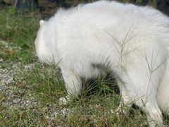 -翊宠yipet猫狗购宠庄园犬舍•猫舍