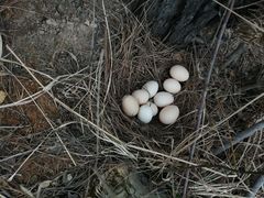 -竹上云想餐厅民宿
