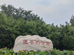 -莲花池公园