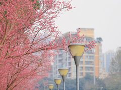 -望江楼公园