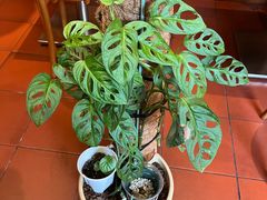 -About Bistro關於·泰式家庭料理