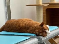-四月宠物医院·猫专科·心脏专科·内科(转塘店)