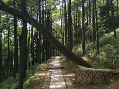 -莫干山风景区