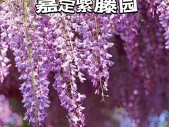 -嘉定紫藤园
