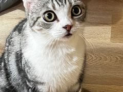 -MOCHA明星猫咖(田子坊店)