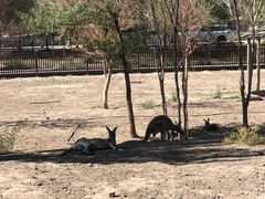-新疆天山野生动物园