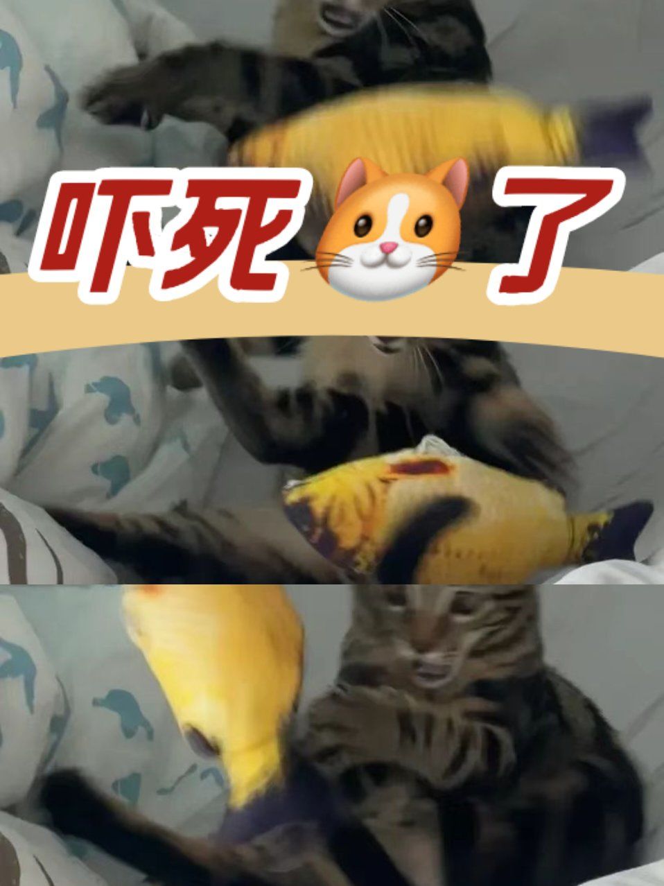 妈呀!什么玩意,吓死我了