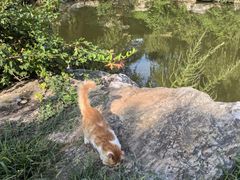 -北京西山国家森林公园