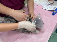 -北京观赏动物医院·24小时大型综合·猫专科·异宠专科